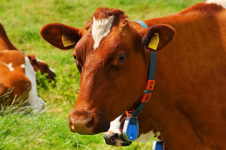 vache un peu folle scandale